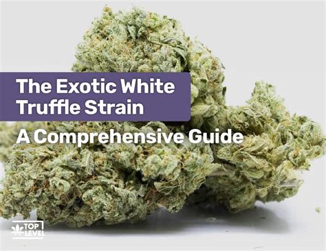 what is truffles strain